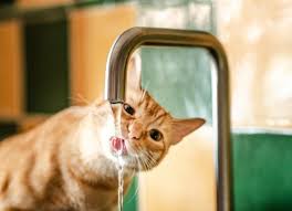 5 Signs Your Cat Is Dehydrated — And How to Fix It Fast