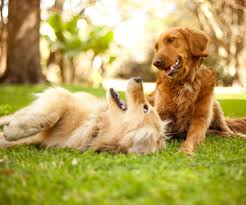 🐾 The Ultimate Pet Hydration Guide: Water Needs by Breed, Size & Season