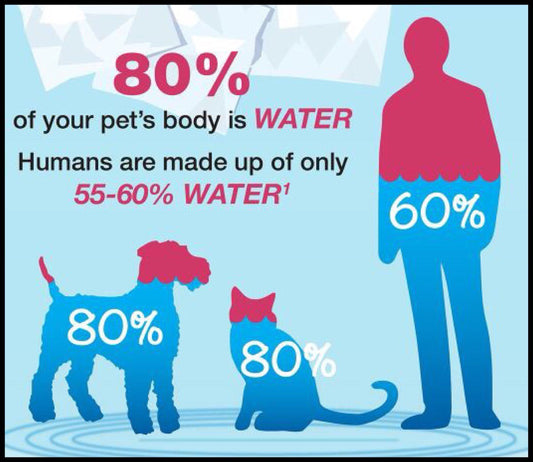🐶 Why Hydration Matters: The #1 Cause of Pet Fatigue Most Owners Miss