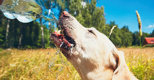 The Must-Have Dog Water Bottle for Pet Parents in 2025
