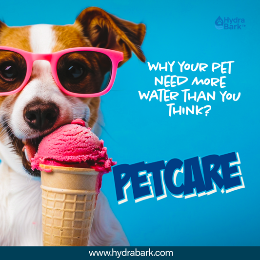 Dry Food Diets: Why Your Pet Needs More Water
