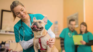 💧 Filtered vs. Tap Water for Pets — What Vets Really Recommend
