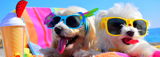 🌡️ Summer Survival Tips: How to Keep Your Pet Hydrated &amp; Cool Outdoors